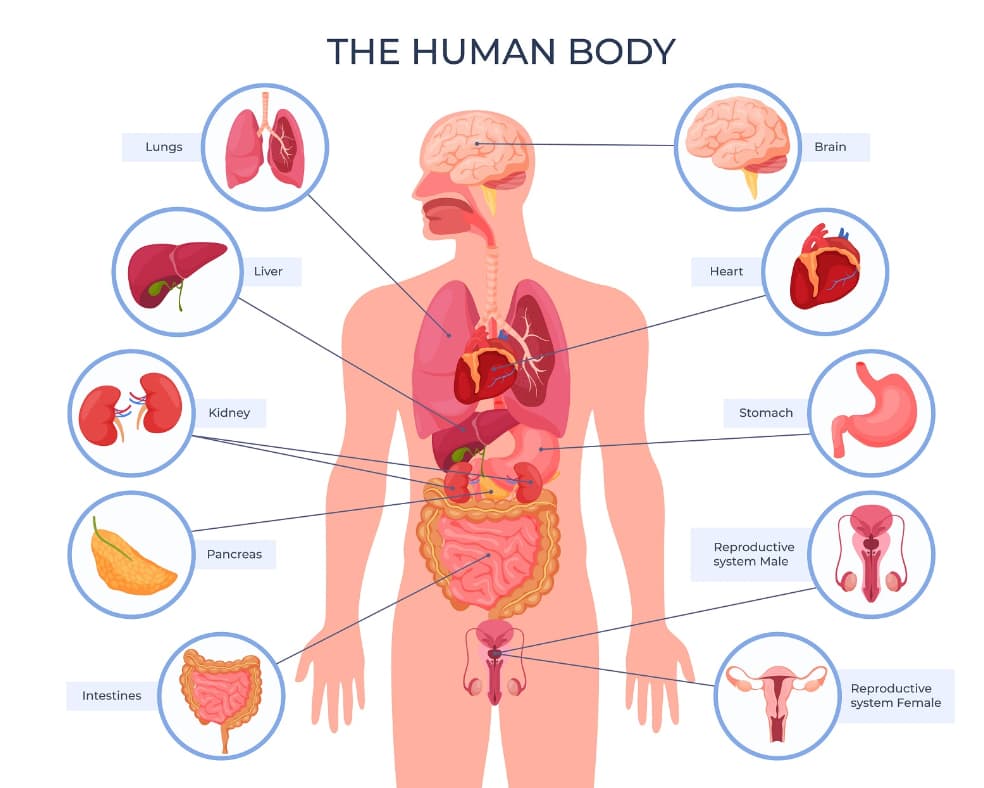 human body organs diagram - Intestines. Lungs Liver The Human Body Heart Kidney Stomach Pancreas Reproductive system Male T Brain Reproductive system Female